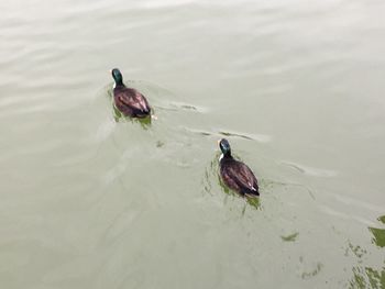 High angle view of ducks swimming on lake