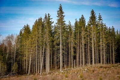Pine trees in forest