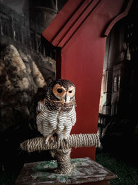 Close-up of owl