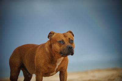 Portrait of dog