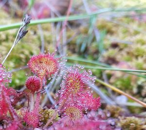 Close-up of drosera rotundifolia growing outdoors