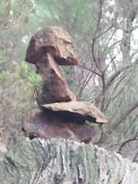 Close-up of mushrooms on tree trunk