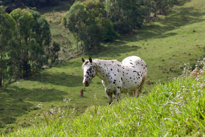 View of a dog running on grassy field