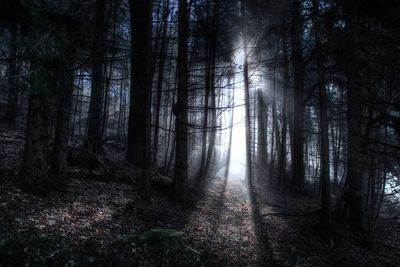Trees in forest