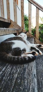 Cat sleeping