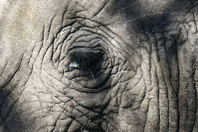 Close-up of elephant