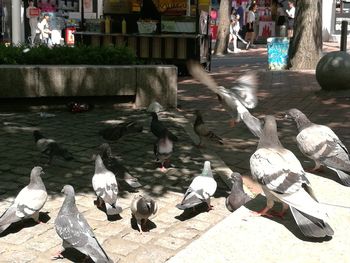 High angle view of swans on water