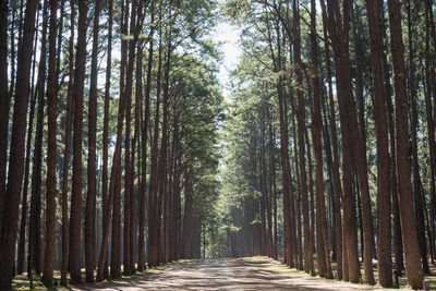 Walkway amidst trees in forest