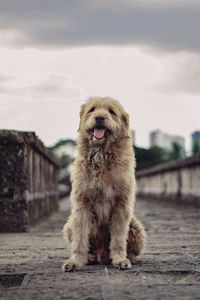 Close-up portrait of dog against sky