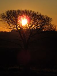 Silhouette tree against orange sky during sunset