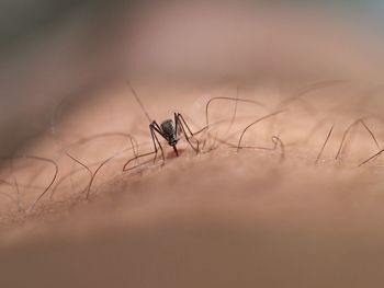 A mosquito sucking blood from a man's leg.