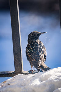 Close-up of bird perching on ground