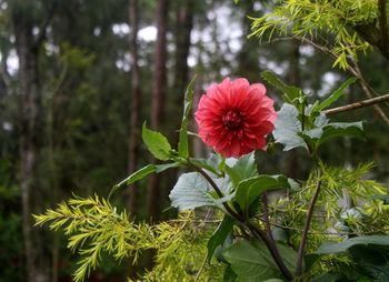 Close-up of flowers blooming outdoors