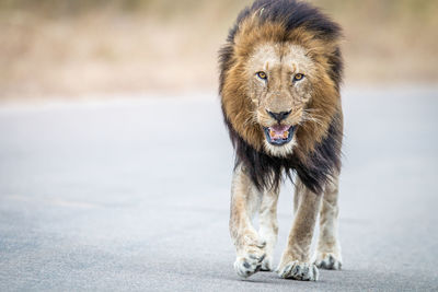 Portrait of lion on road