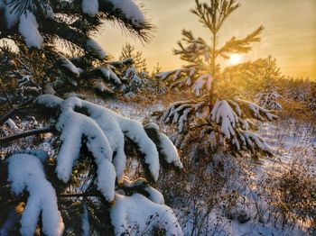 Snow on tree against sky during winter