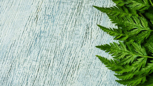 High angle view of plant growing on wood