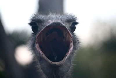 Close-up of ostrich