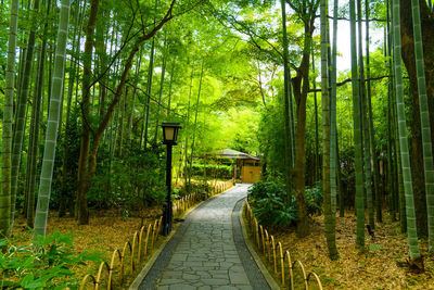 Walkway amidst trees in forest