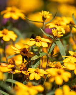 Close-up of yellow flowering plant