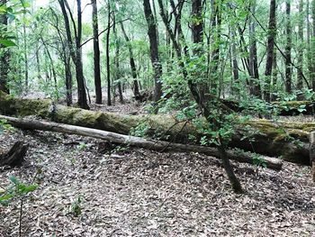 Full frame shot of trees in forest