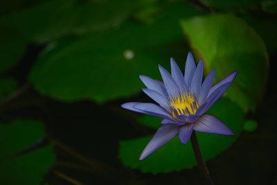 Close-up of lotus water lily in pond