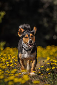 Dogs on field