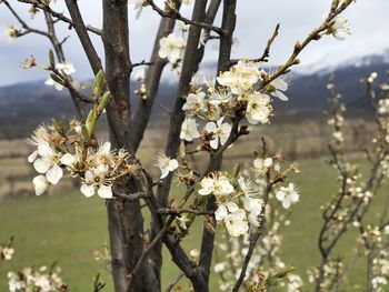 Close-up of white cherry blossom tree