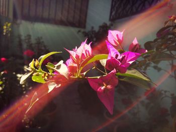 Close-up of pink flowers blooming outdoors