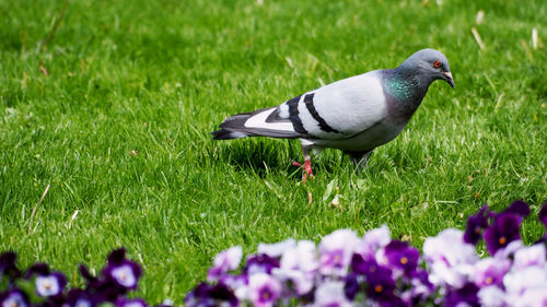 Pigeon on a field next to purple flowers