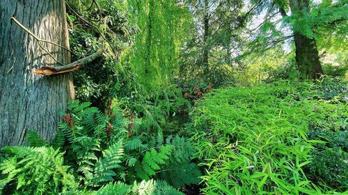 Plants growing on land in forest