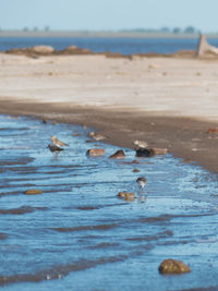 Flock of birds on beach