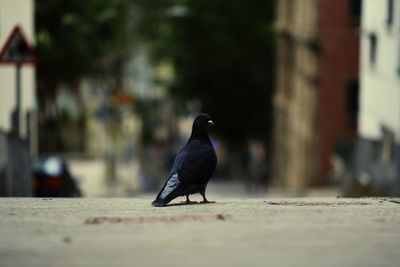 Close-up of bird perching on a wall