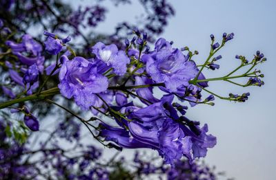 Close-up of purple flowering plant