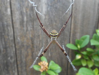 Close-up of spider on web