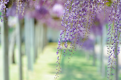 An image of a beautifully blooming wisteria flower.