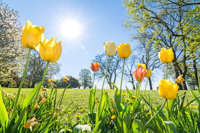 Yellow flowers growing on field against sky