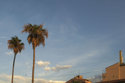 Low angle view of palm trees against sky