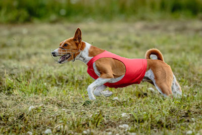 Basenji dog lifted off the ground during the dog racing competition running straight into camera