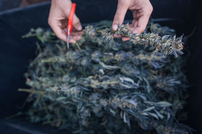 Close-up of man holding cannabis plant