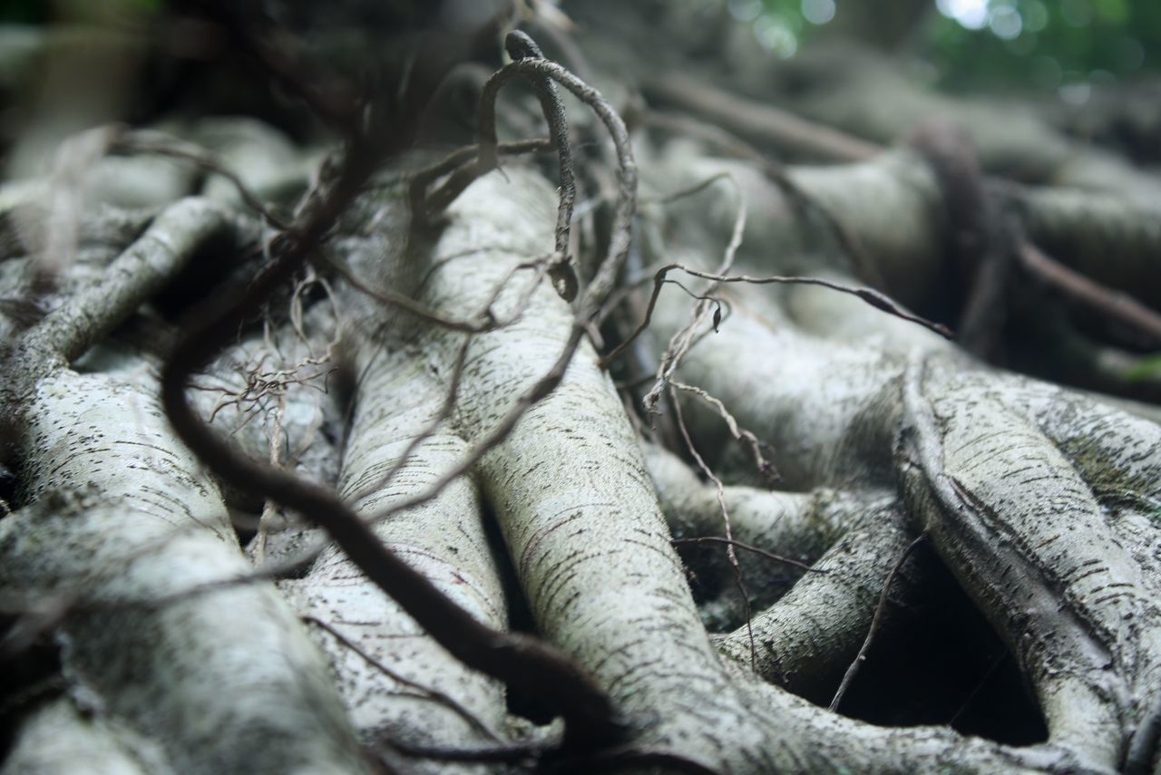 CLOSE-UP OF DEAD PLANT