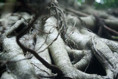 Close-up of dried leaves on plant