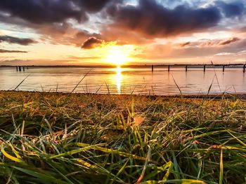 Close-up of grass against sea during sunset