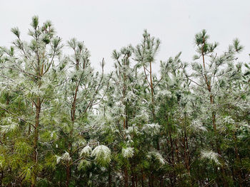 Trees on snow covered field against sky