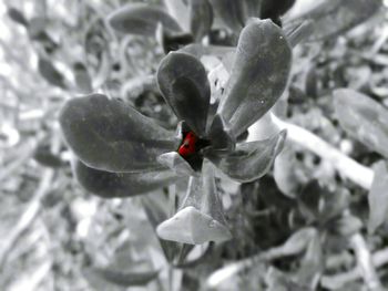 Close up of a plant