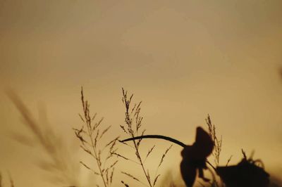 Plants against sky at sunset