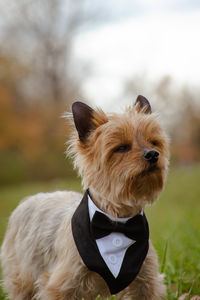 Portrait of dog standing on field