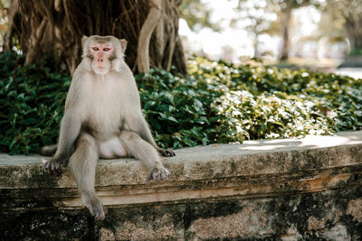 Monkey sitting on a tree