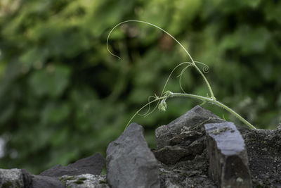 Close-up of plant on rock