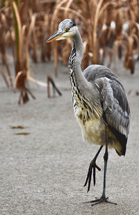 Close-up of a bird