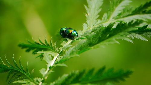 Close-up of ladybug on plant